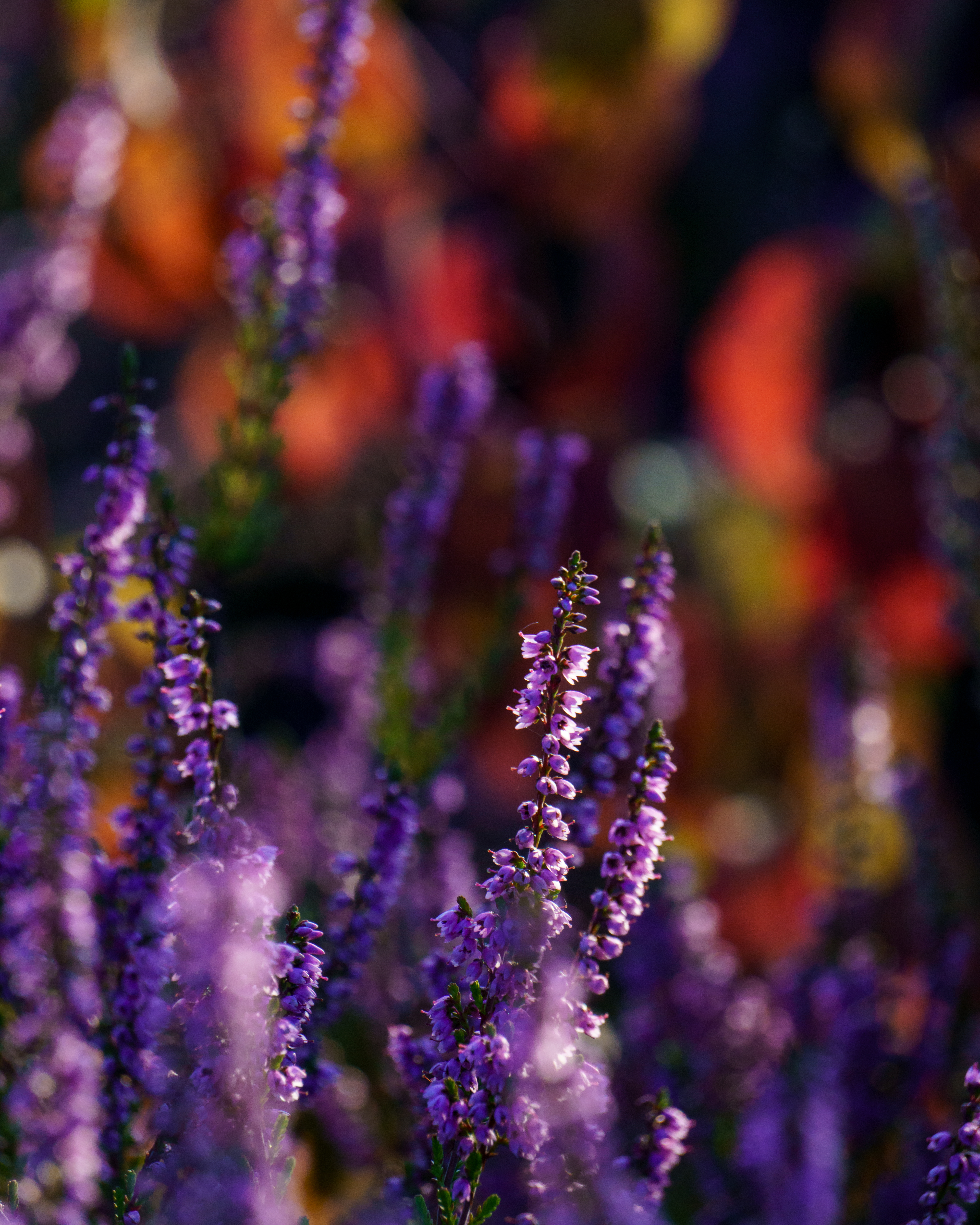 RATIO 235 — Photography & Film